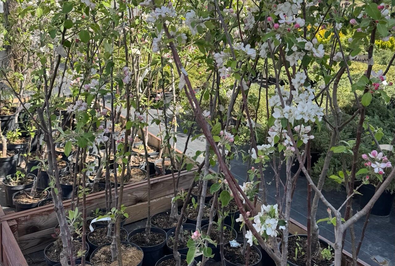 саджанці для саду у Львові