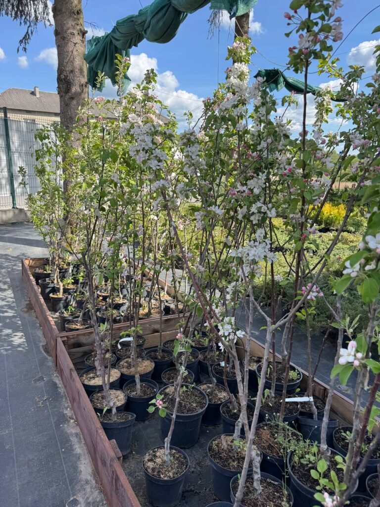 саджанці львів