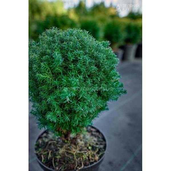 Туя куляста західна Тедді / Thuja occidentalis Teddy