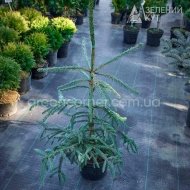 Ялина звичайна Фробург / Picea abies Frohbur