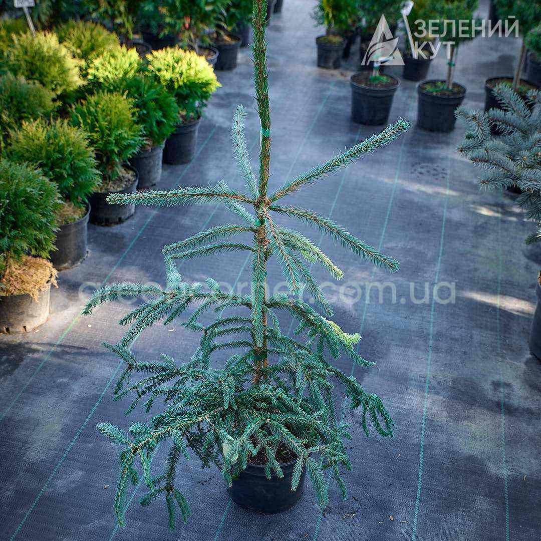 C_6443 Ялина звичайна Фробург / Picea abies Frohbur - Зображення 1