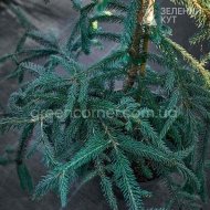 Ялина звичайна Фробург / Picea abies Frohbur - Зображення 2