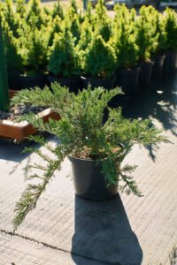 Ялівець козацький Тамарісціфолія