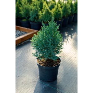 Ялівець китайський Стрікта