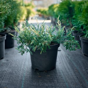 Ялівець звичайний Спотті Спрідер