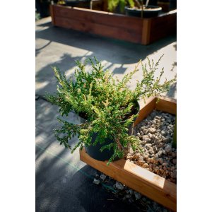 хвойна рослина