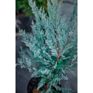 Ялівець скельний Мунглоу