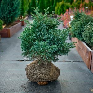 кипарисовик