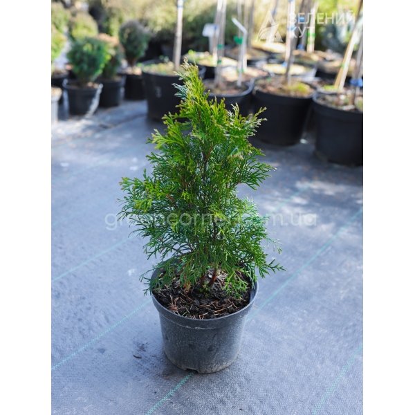 Туя західна Голд смарагд / Thuja occidentalis Gold Smaragd
