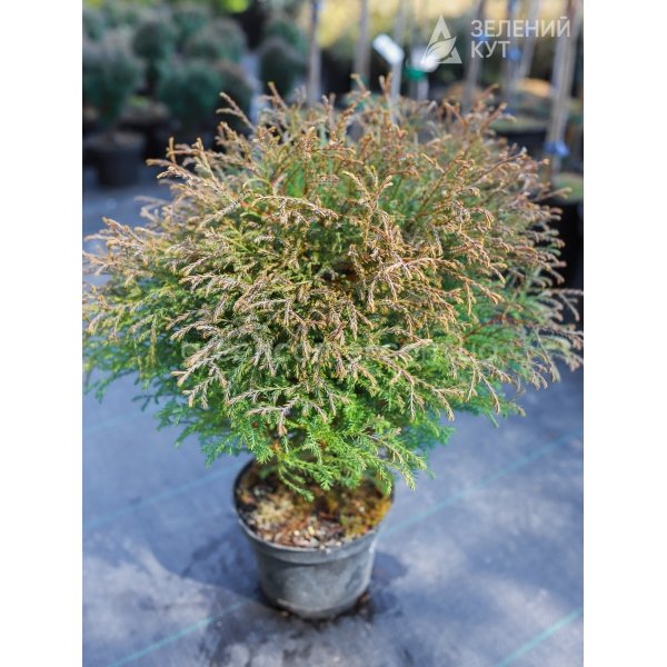 Туя куляста західна Містер Боулінг Болл / Thuja Mr. Bowling Ball