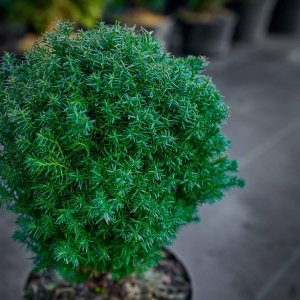 туя куляста