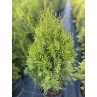 Туя західна Смарагд Вітбонт / Thuja Smaragd Witbont