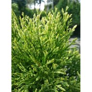 Туя західна Смарагд Вітбонт / Thuja Smaragd Witbont - Зображення 3