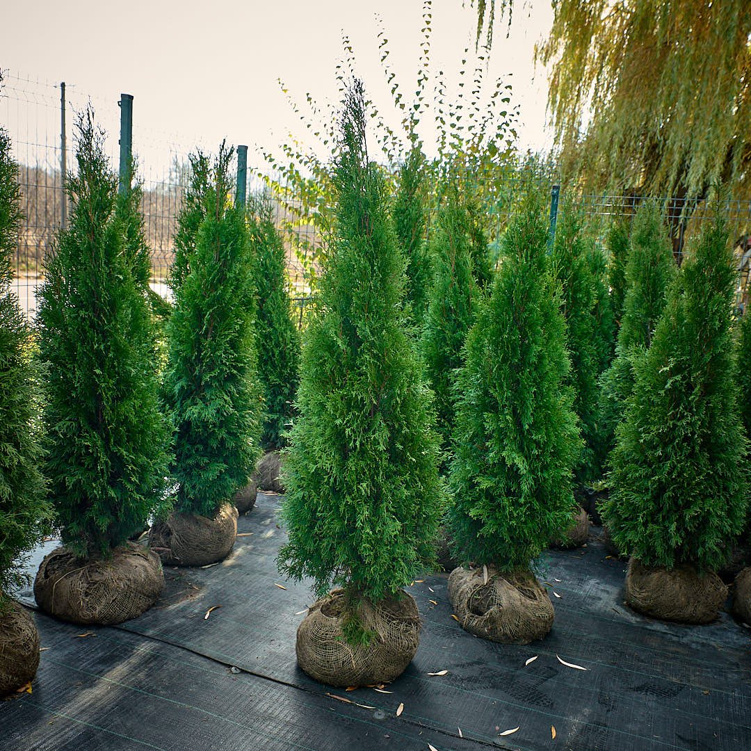 Туя західна Смарагд