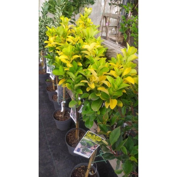 Бересклет на штамбі Ельдорадо / Euonymus El Dorado on shtambe