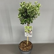 Бересклет на штамбі Кеті / Euonymus Kathy on shtambe