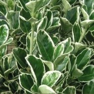 Бересклет на штамбі Кеті / Euonymus Kathy on shtambe - Зображення 2