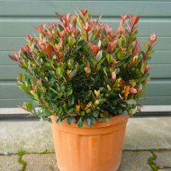 Фотінія Фразера Чіко / Photinia fraseri Chico