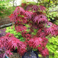 Клен Піксі / Acer palmatum Pixie