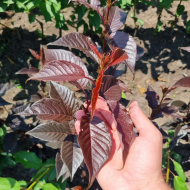 Сакура Роял Бургунді / Prunus serrulata Royal Вurgundy - Зображення 2