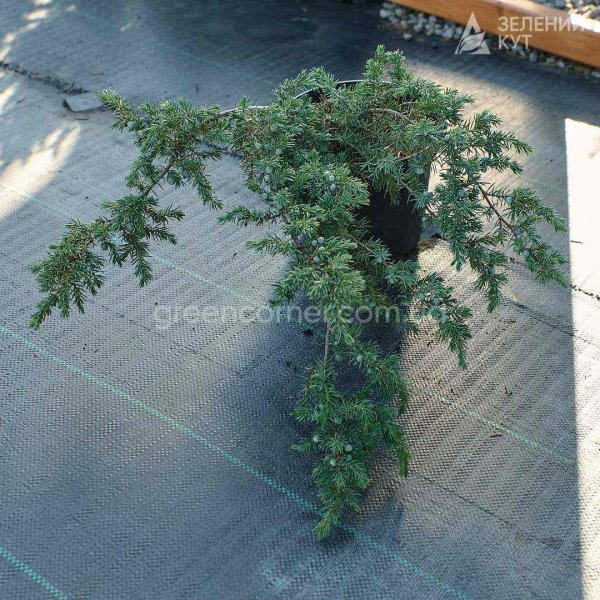 Ялівець прибережний Шлягер / Juniperus conferta Schlager