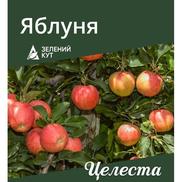 Яблуня Целеста