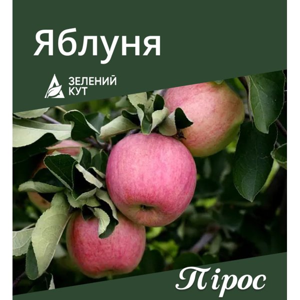 Яблуня Пірос