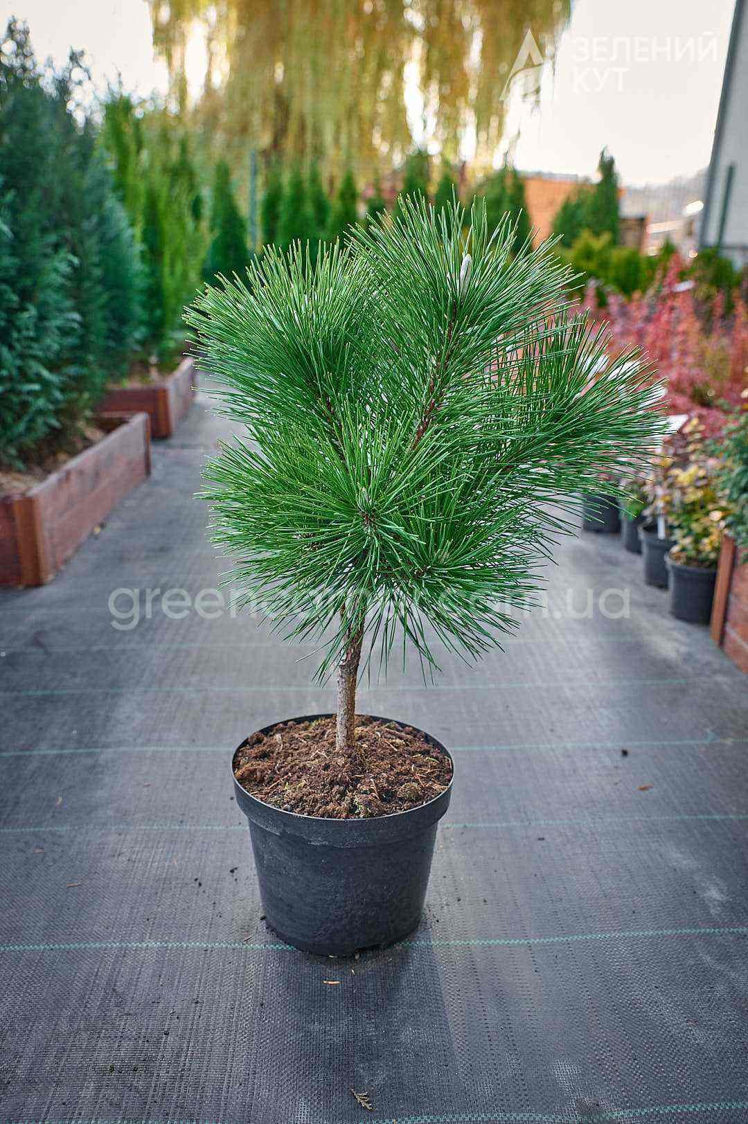 Сосна білокора Сателіт на штамбі / Pinus heldreichii Satelit