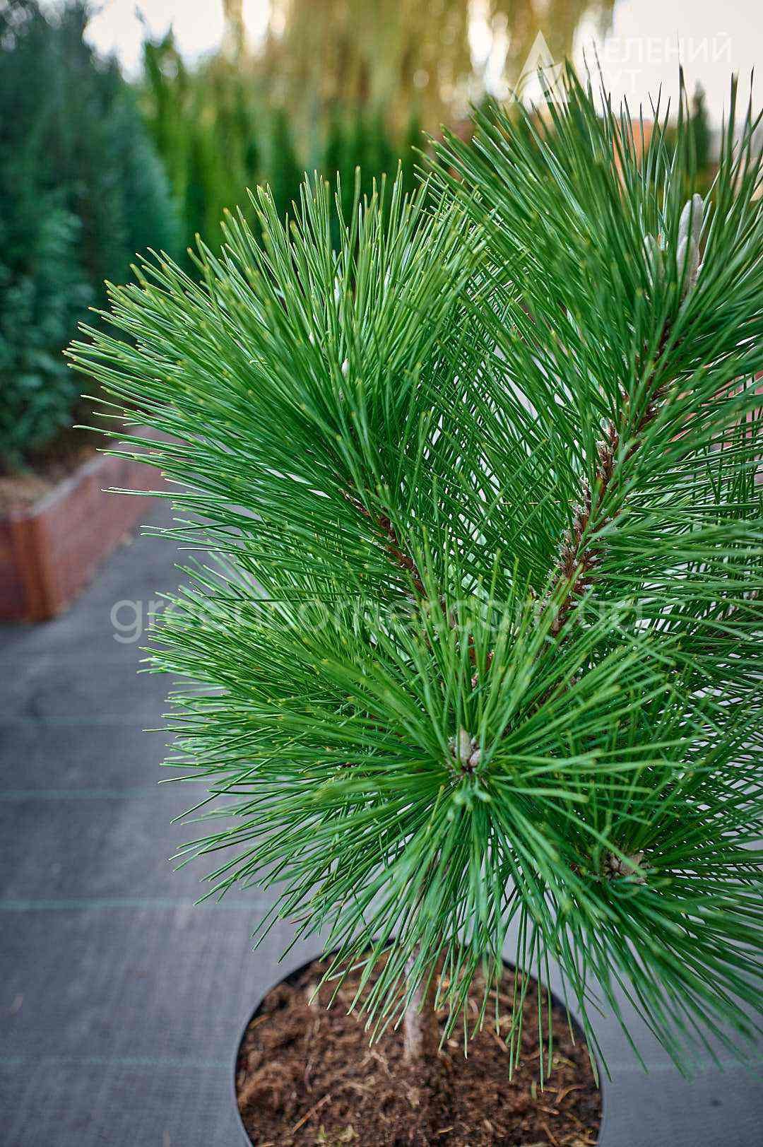 Сосна білокора Сателіт на штамбі / Pinus heldreichii Satelit - Зображення 3