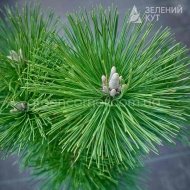 Сосна білокора Сателіт на штамбі / Pinus heldreichii Satelit - Зображення 2