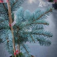 Ялина колюча Хупсі / Picea pungens Hoopsii - Зображення 3