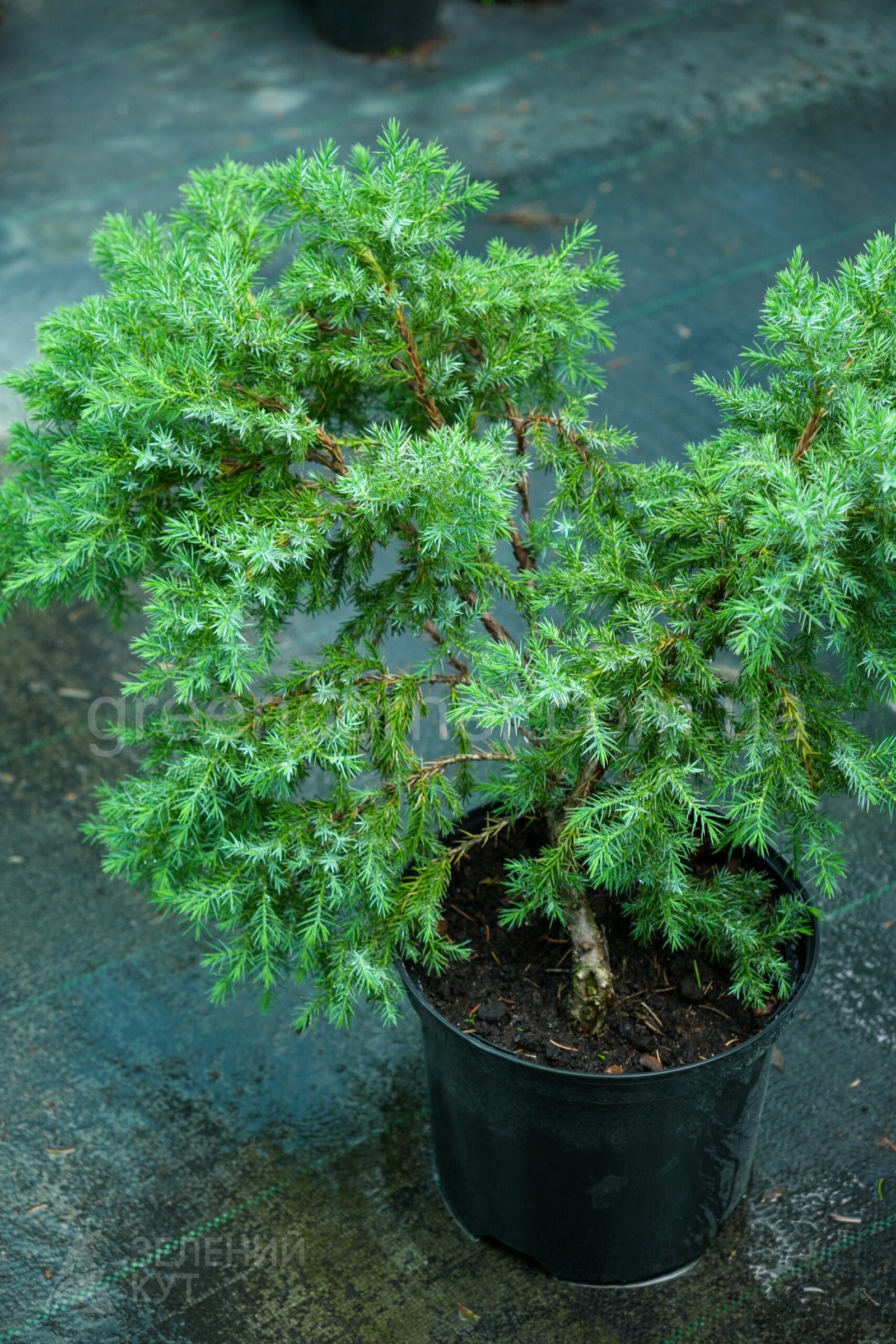 DSC04973 Ялівець лускатий Блю Швед / Ханнеторп / Juniperus squamata Blue Swede / Hunnetorp - Зображення 1