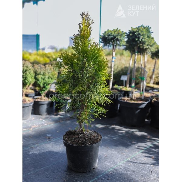 Туя західна Саланд / Thuja occidentalis Salland