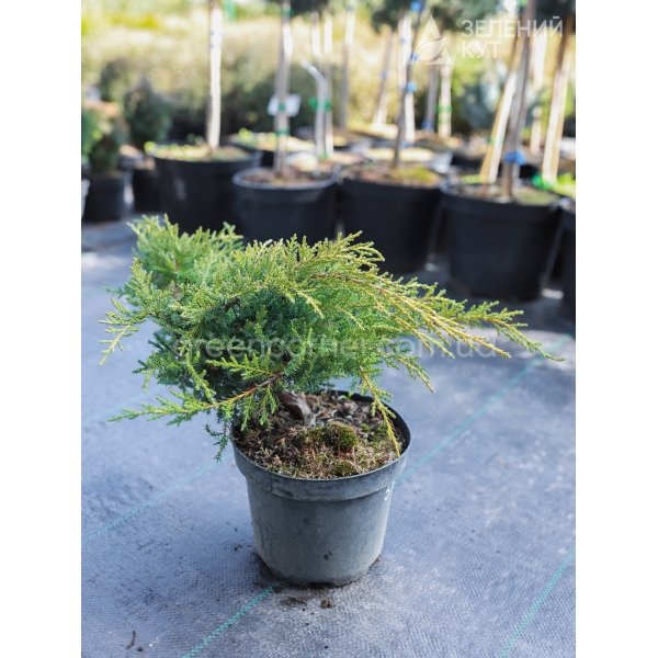 Ялівець середній/пфітцеріана Мордіган Голд / Juniperus media/pfitzeriana Mordigan Gold