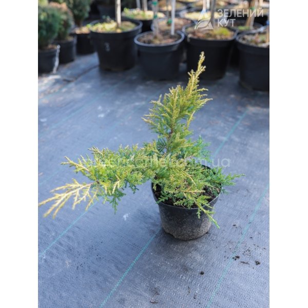 Ялівець середній пфітцеріана Голд Стар / Juniperus media pfitzeriana Gold Star