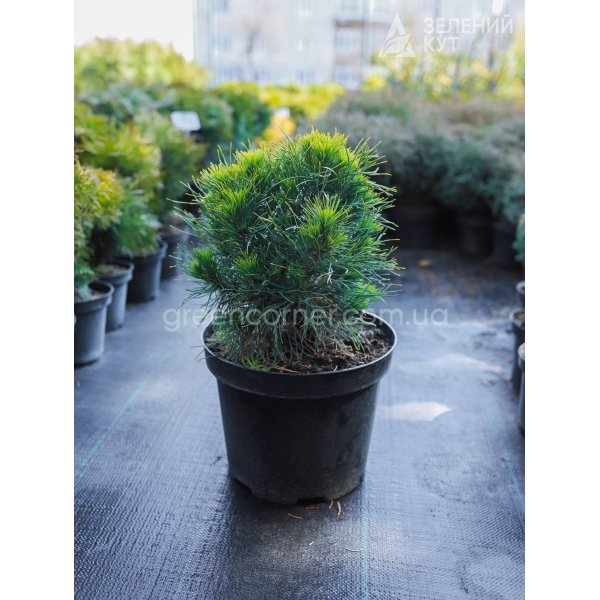 Сосна гірська Варелла / Pinus mugo Varella