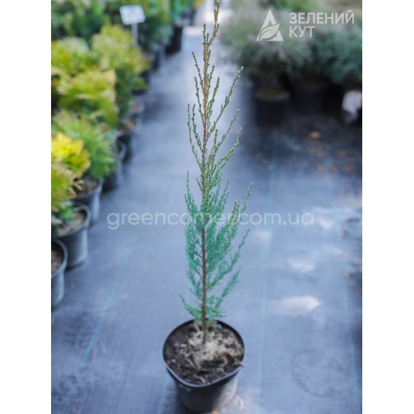 Ялівець скельний Блю Ероу / Juniperus scopulorum Blue Arrow