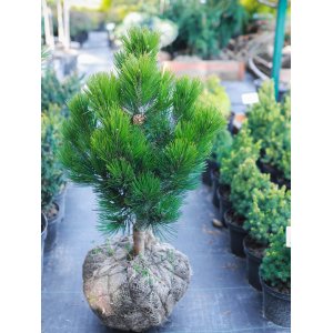 декоративна хвойна сосна