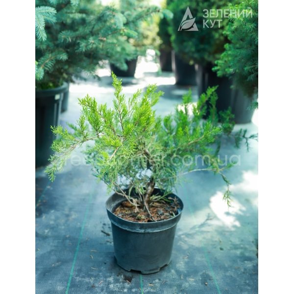 Ялівець середній Мінт Джулеп / Juniperus media / pfitzeriana Mint Julep