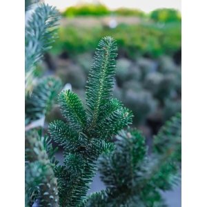 ялиця хвойні дерева