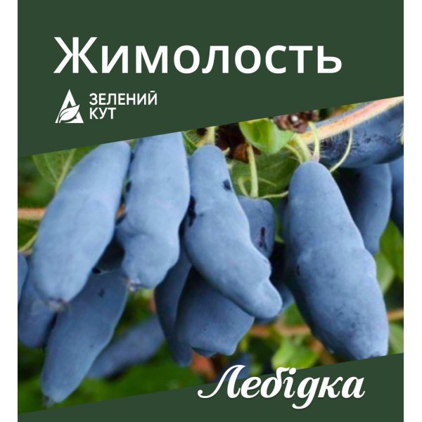 Жимолость Лебідка