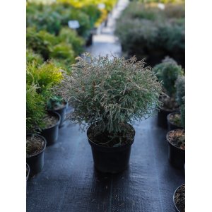 Туя куляста західна Містер Боулінг Болл