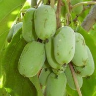 Актинідія Оригінальна - Зображення 5