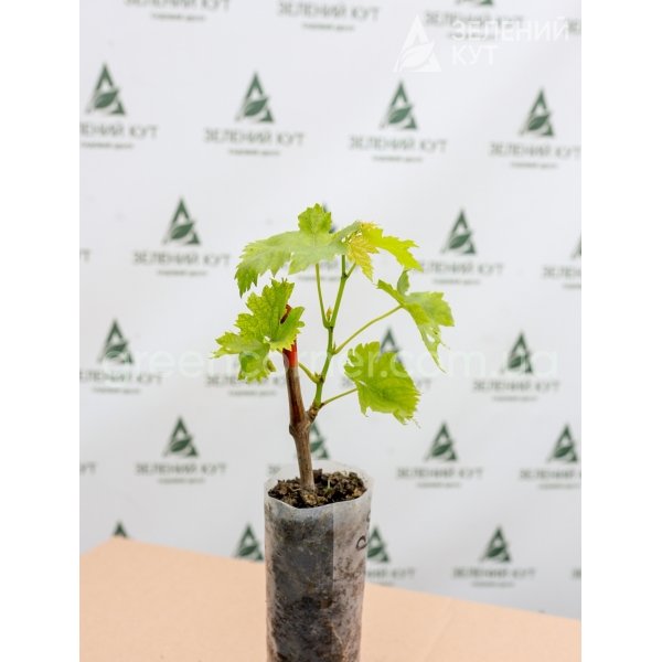 Виноград Зоренька