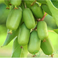 Актинідія Київська Великоплідна - Зображення 2