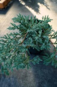 Ялівець лускатий Блю Карпет / Juniperus squamata Blue Carpet - Зображення 2