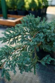 Ялівець лускатий Блю Карпет / Juniperus squamata Blue Carpet - Зображення 4