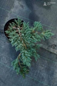 Ялівець лускатий Блю Карпет / Juniperus squamata Blue Carpet - Зображення 3