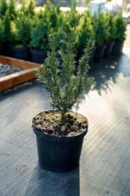 Тис середній Гроенленд (Taxus media “Groenland”) - Зображення 2