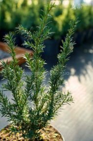 Тис середній Гроенленд (Taxus media “Groenland”) - Зображення 3